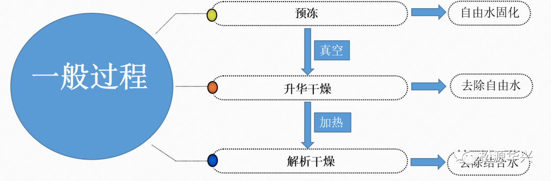 中試凍干機